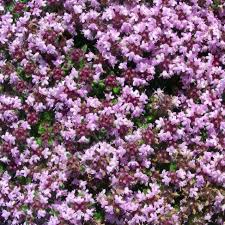 Attēlu rezultāti vaicājumam “Didymium tussilaginis”