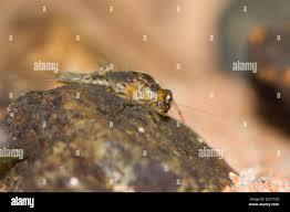 Attēlu rezultāti vaicājumam “Leptophlebia nebulosa”