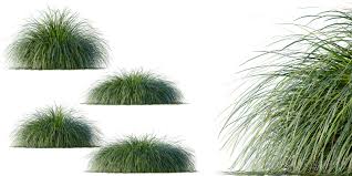 Attēlu rezultāti vaicājumam “Carex elata”