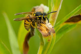 Attēlu rezultāti vaicājumam “Vespula germanica male”