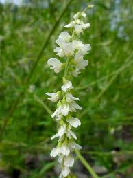 Attēlu rezultāti vaicājumam “Melilotus albus fruit”