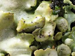 Attēlu rezultāti vaicājumam “Dermatocarpon luridum”