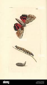 Attēlu rezultāti vaicājumam “Catocala sponsa”