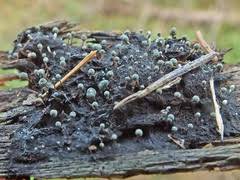 Attēlu rezultāti vaicājumam “Penicillium vulpinum”