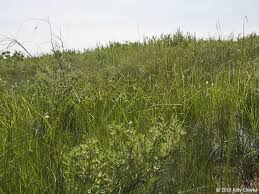 Attēlu rezultāti vaicājumam “Carex viridula flower”