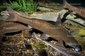 Image result for Cycleptus elongatus