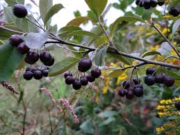 Attēlu rezultāti vaicājumam “Aronia melanocarpa fruit”