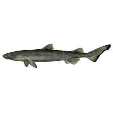 Image result for Dalatias licha