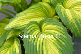 Image result for Hosta Warpaint