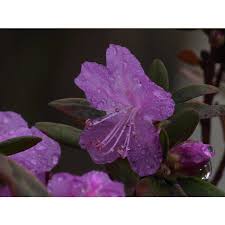 Attēlu rezultāti vaicājumam “Rhododendron sichotense”