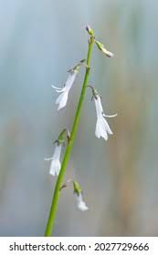 Attēlu rezultāti vaicājumam “Lobelia dortmanna flower”