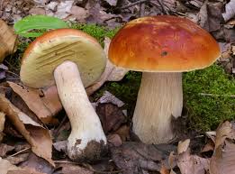 Attēlu rezultāti vaicājumam “Boletus edulis”