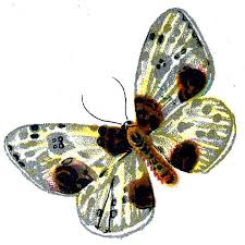 Attēlu rezultāti vaicājumam “Abraxas sylvata larva”