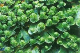 Attēlu rezultāti vaicājumam “Reboulia hemisphaerica”