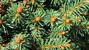 Attēlu rezultāti vaicājumam “Picea abies leaf”