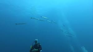 Image result for Dive Barracuda