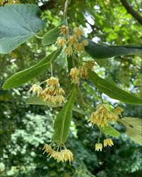 Attēlu rezultāti vaicājumam “Tilia tomentosa flower”