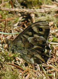 Attēlu rezultāti vaicājumam “Pararge aegeria underside”