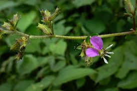 Attēlu rezultāti vaicājumam “Lythraceae”