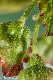 Attēlu rezultāti vaicājumam “Ribes nigrum flower”