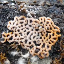 Attēlu rezultāti vaicājumam “Hemitrichia serpula macro”