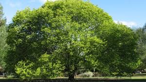 Attēlu rezultāti vaicājumam “Ulmus glabra”