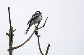 Attēlu rezultāti vaicājumam “Motacillidae”
