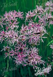 Attēlu rezultāti vaicājumam “Lychnis flos-cuculi fruit”