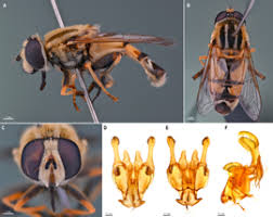 Attēlu rezultāti vaicājumam “Syrphidae”