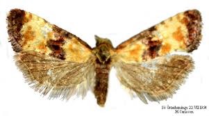 Attēlu rezultāti vaicājumam “Eupoecilia angustana”