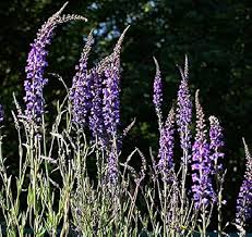 Image result for Linaria purpurea