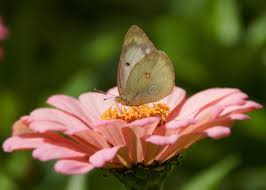 Attēlu rezultāti vaicājumam “Colias palaeno upperside”