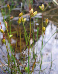 Attēlu rezultāti vaicājumam “Juncus stygius”