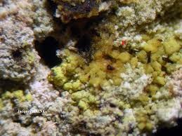 Attēlu rezultāti vaicājumam “Chaenotheca chlorella”