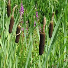 Image result for Rohrkolben