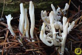 Attēlu rezultāti vaicājumam “Clavulina rugosa”