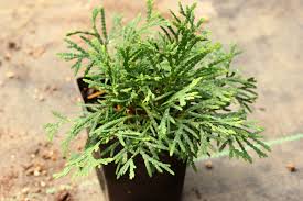 Attēlu rezultāti vaicājumam “Thuja occidentalis leaf”