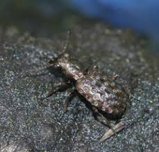 Attēlu rezultāti vaicājumam “Elaphrus cupreus”