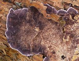 Attēlu rezultāti vaicājumam “Trichaptum abietinum”