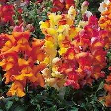 Image result for Antirrhinum majus