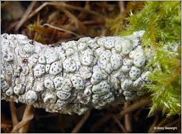 Attēlu rezultāti vaicājumam “Pertusaria pertusa”