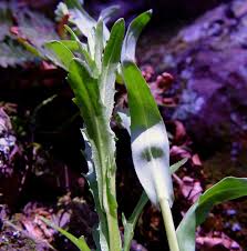 Attēlu rezultāti vaicājumam “Xylita laevigata”