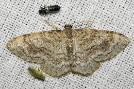 Attēlu rezultāti vaicājumam “Hydrelia sylvata”