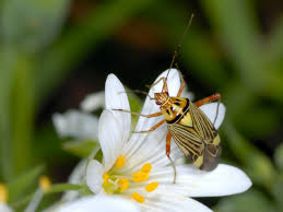 Attēlu rezultāti vaicājumam “Rhabdomiris striatellus”