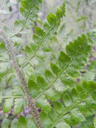Attēlu rezultāti vaicājumam “Polystichum braunii”
