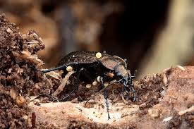 Attēlu rezultāti vaicājumam “Poecilochirus sp.”