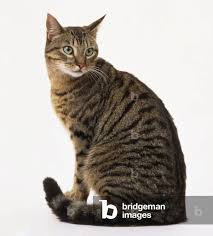 Attēlu rezultāti vaicājumam “Felis silvestris catus”