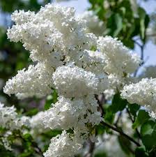 Attēlu rezultāti vaicājumam “Syringa vulgaris flower”