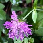 Image result for Knautia dipsacifolia