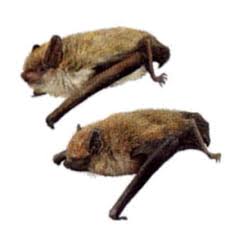 Attēlu rezultāti vaicājumam “Pipistrellus pygmaeus”